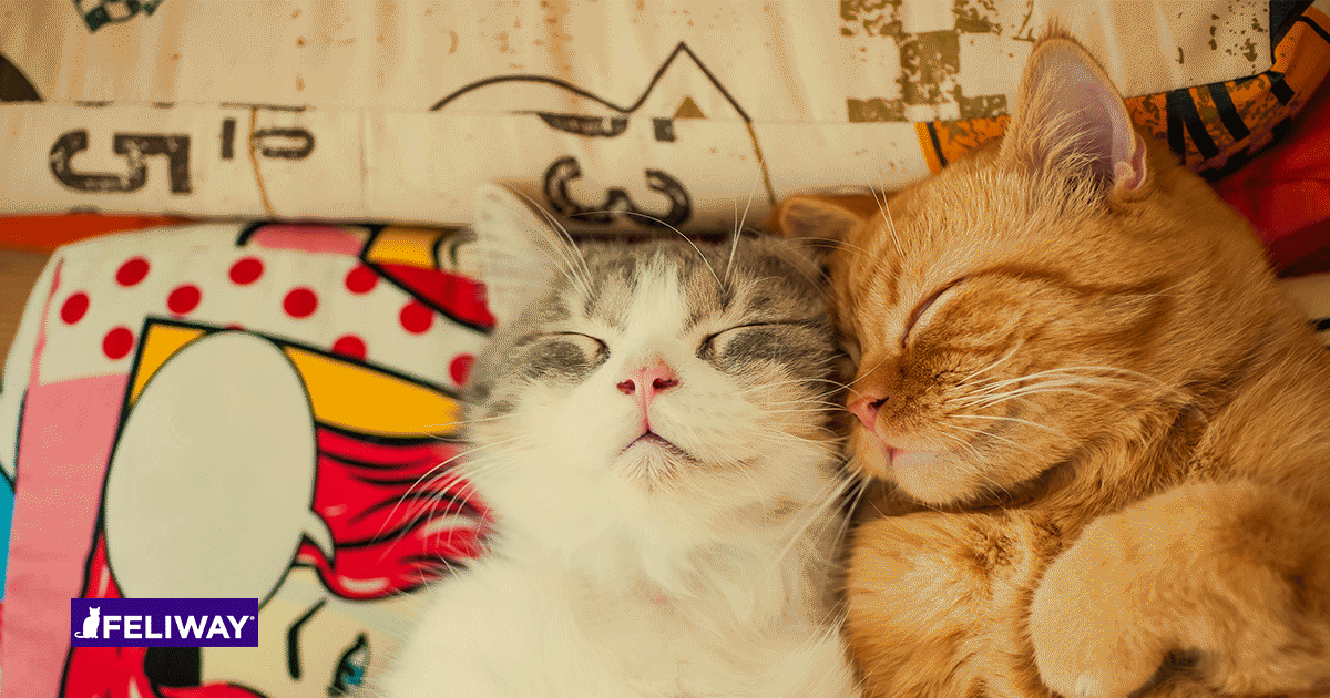 How to introduce a new cat in the family